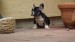 black and tan male 057