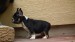 black and tan male 063
