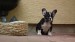 black and tan male 084