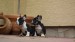 black and tan male 108
