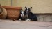 black and tan male 111