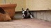 black and tan male 001