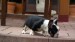black and tan male 033