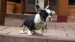 black and tan male 035