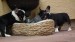 black and tan male 061