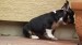 black and tan male 090