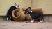 black and tan male 095
