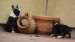 black and tan male 097