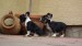 black and tan male 100