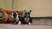 black and tan male 106