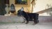 b nt lila 033