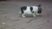 sable pied 084