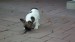 sable pied 085
