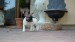 sable pied 092