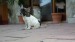 sable pied 096