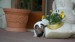 sable pied 023