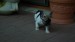 sable pied 029
