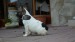 sable pied 038
