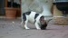 sable pied 050