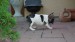 sable pied 076