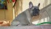 blue sable female 135