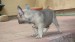 blue sable female 217
