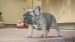 blue sable female 229