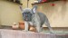 blue sable female 235