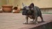 blue sable female 254
