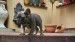 blue sable female 271